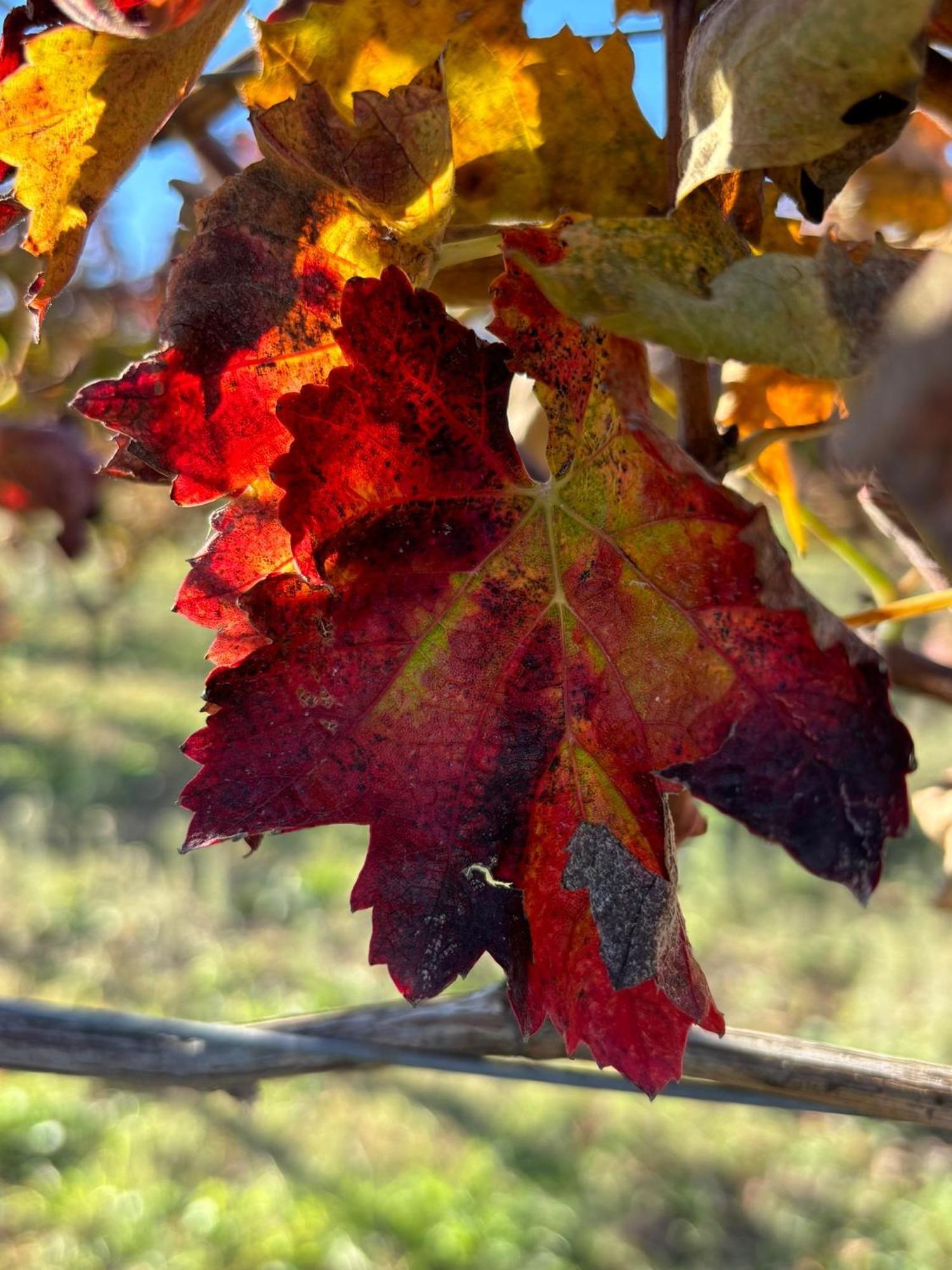 Masseria Spinale Wine Resort メルフィ エクステリア 写真